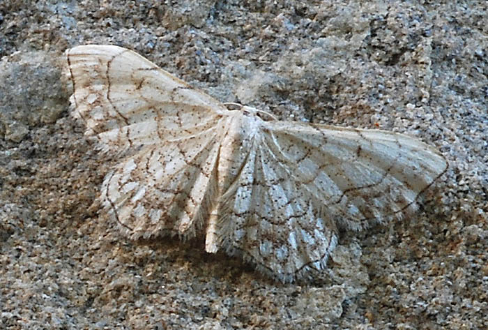 Idaea moniliata